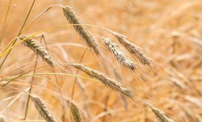 Field of rye in summer day, close up