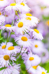 Aspen fleabane, daisy family flowers