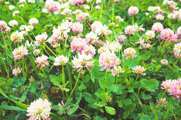 Trifolium pratense or red clover flowers