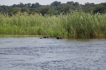 Fototapeta premium Attentive hippo family in the Okavango river, Namibia Africa