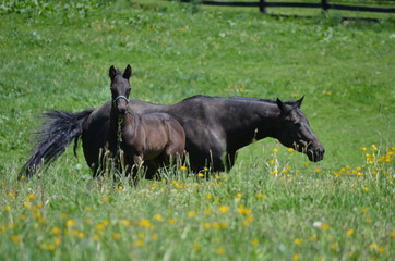 a mare and a foal in a grass field