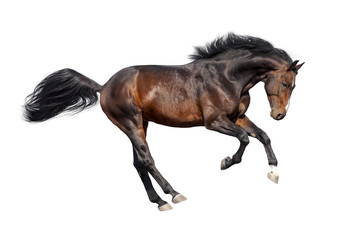 Obraz na płótnie Canvas Bay stallion run isolated on white background