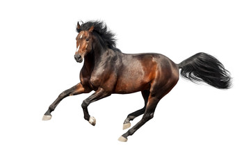 Bay stallion run isolated on white background