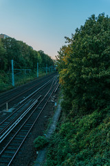 Obraz premium Train Tracks Through Green Forest in Evening