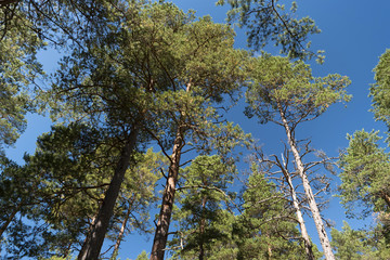 Wald und Heide Landschaft in Schweden