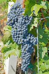 Fototapeta premium Grapes Hang From a Vine. Organic Grapes in Autumn. Vineyards on a Sunny Day in Autumn Harvest.