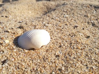 Fototapeta na wymiar Close up of a shell on the beach