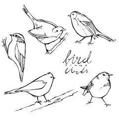 graphic birds on white background