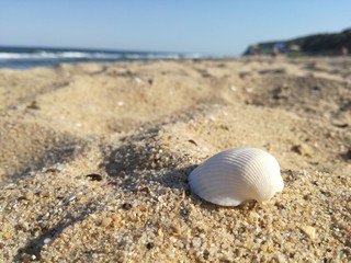 Fototapeta na wymiar Close up of a shell on the beach