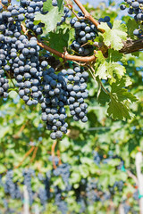 Grapes Hang From a Vine. Organic Grapes in Autumn. Vineyards on a Sunny Day in Autumn Harvest.