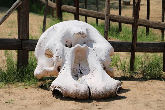 Elephant skeleton skull in Namibia, Africa