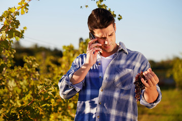 Winemaker in vineyard picking blue grapes and talking to mobile