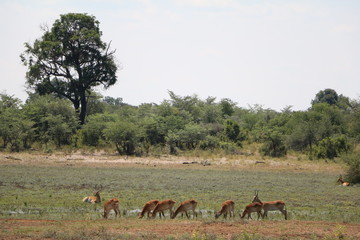 Naklejka na ściany i meble View to herd of Antidorcas in Bwabwata National Park, Namibia Africa
