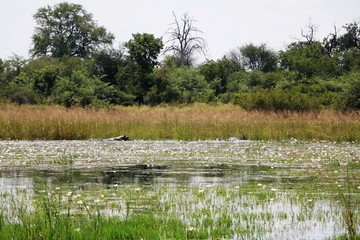 Hippopotamus amphibius in water lily pond in Bwabwata National Park, Namibia Africa