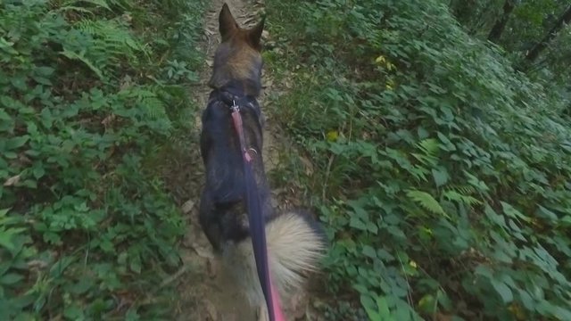 Walking in the forest with the dog on a leash