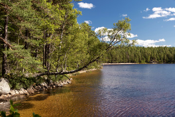 Im Tiveden Nationalpark in Schweden