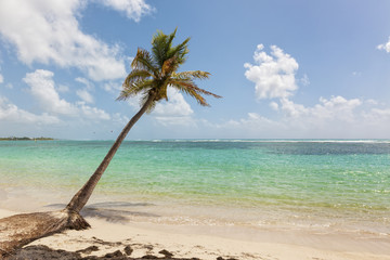 Obraz na płótnie Canvas palm tree at tropical beach