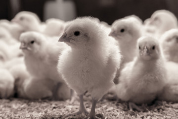 One day old chickens black and white
