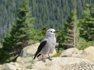 Rocky Mountains Grey Jay 