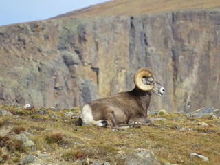 Rocky Mountains mountain sheep