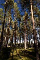 Wald und Heide Landschaft in Schweden