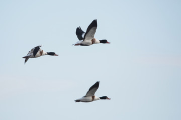 Common Shelduck, Shelduck, Tadorna tadorna