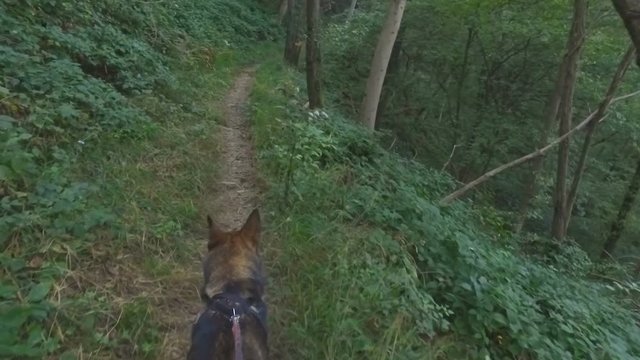 Walking in the forest with the dog on a leash