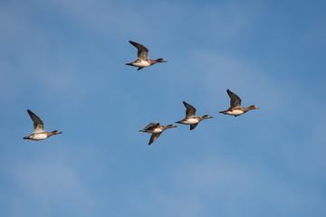 Eurasian Wigeon, Wigeon , Duck, Anas Penelope