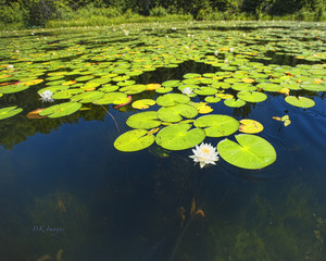 lily pads on pristine lake