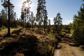 Wald und Heide Landschaft in Schweden