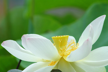 Fototapeta premium Lotus in Southeast Asia.