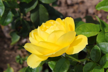yellow rose flower