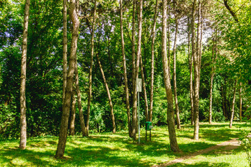 Forest with dumpster