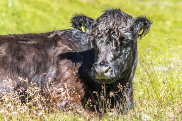 Schwarze Kuh genießt die Sonne auf ihrem Fell