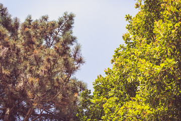 Close up to two trees