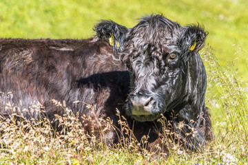 Fototapeta premium Schwarzes Rind ruht auf einer Almwiese in den Alpen