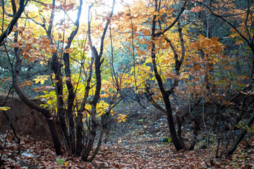 Autumn tree