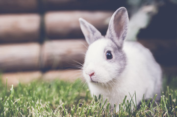 Bébé lapin gris blanc