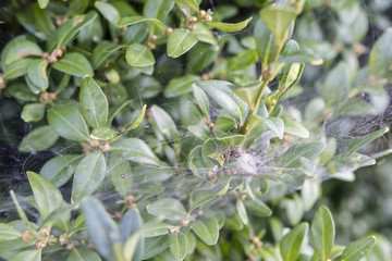 Little gray spider on the web bushes.