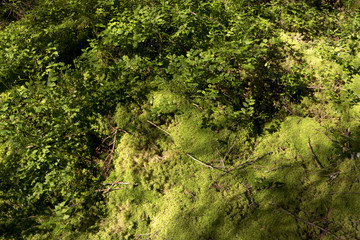 Waldboden mit Moos in Schweden