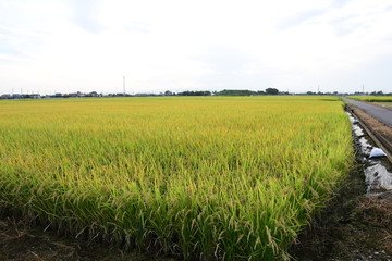 Green rice fields in Japan.