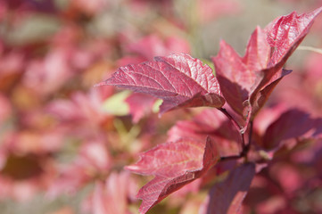 natural background, red autumn leaves, local focus, shallow DOF 