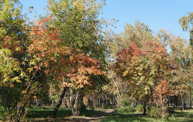Fototapeta premium autumn landscape, colorful trees in park, Siberia, Russia 