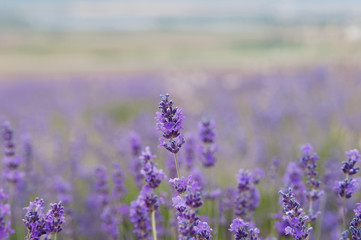 crimean lavender flowers on field background, local focus, shallow DOF

