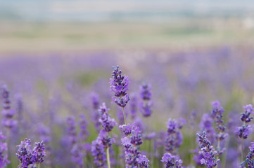 Obraz na płótnie Canvas crimean lavender flowers on field background, local focus, shallow DOF 