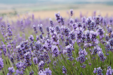 crimean lavender flowers, local focus, shallow DOF