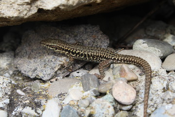 Mauereidechse