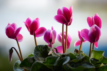 vase of pink cyclamen