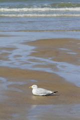 Mouette sur la plage.