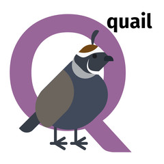 English animals zoo alphabet with letter Q. Quail vector illustration